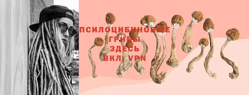 Галлюциногенные грибы MAGIC MUSHROOMS  Никольск 